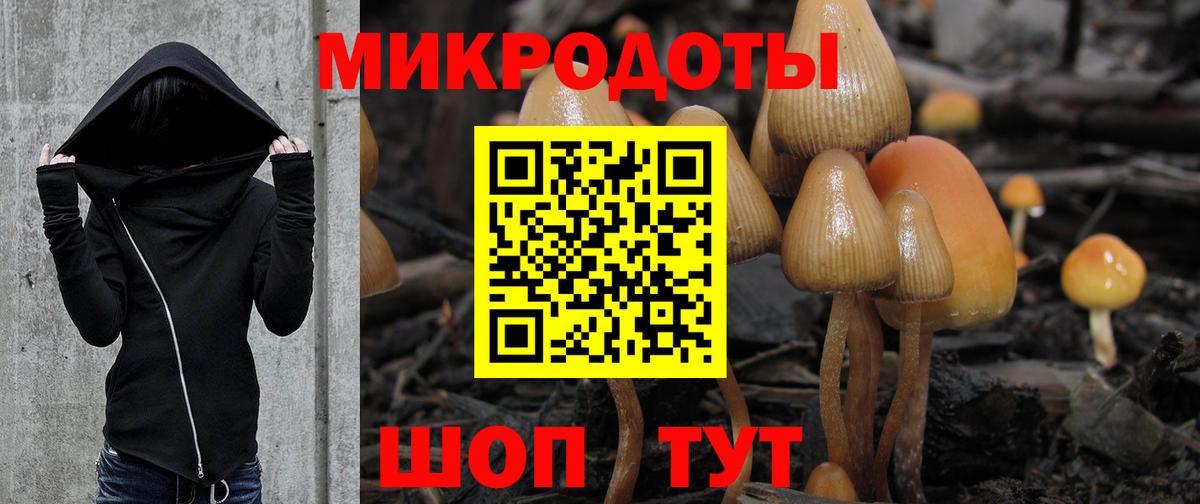Псилоцибиновые грибы Psilocybine cubensis Кисловодск